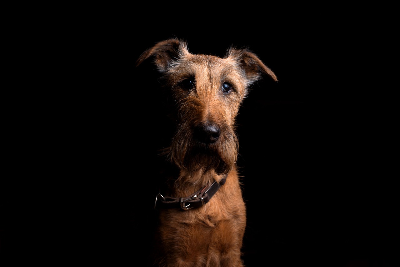 The Gentle Nature of the Bedlington Terrier